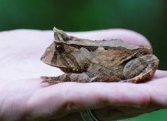 Proceratophrys boiei