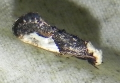 Monopis longella