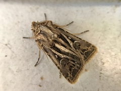 Agrotis gladiaria