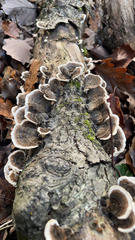 Trametes versicolor