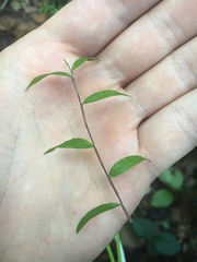 Oplismenus hirtellus