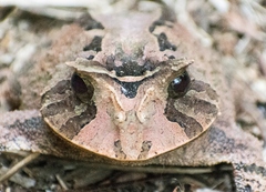 Proceratophrys boiei