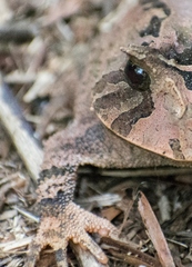 Proceratophrys boiei