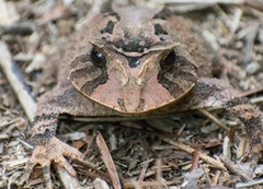Proceratophrys boiei