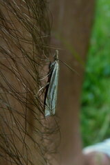 Crambus pratella