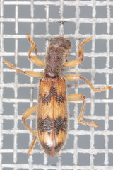 Cymatodera undulata