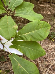 Magnolia fraseri