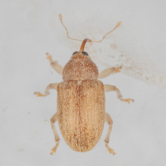 Lignyodes helvolus