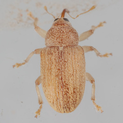 Lignyodes helvolus