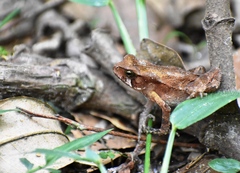 Rhinella ornata