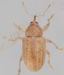 Lignyodes helvolus
