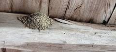 Hirundo rustica