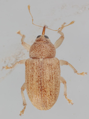 Lignyodes helvolus