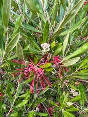 Grevillea oleoides
