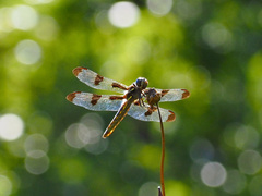 Libellula semifasciata