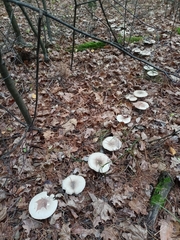 Clitocybe nebularis