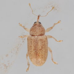 Lignyodes helvolus