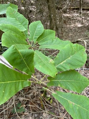 Magnolia fraseri