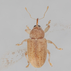 Lignyodes helvolus