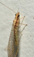 Eremochrysa punctinervis