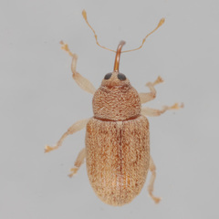 Lignyodes helvolus