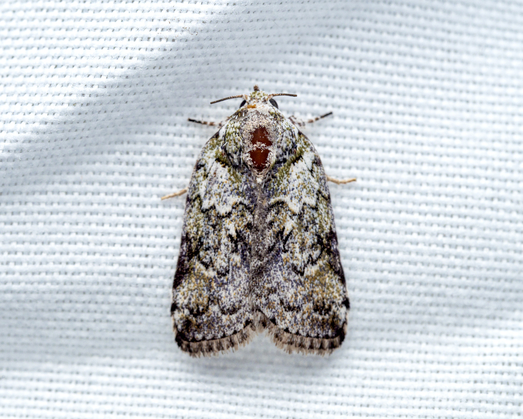 Characoma glaucopasta