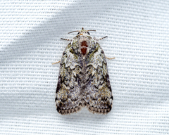 Characoma glaucopasta