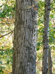 Agrilus planipennis