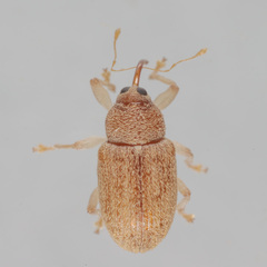 Lignyodes helvolus