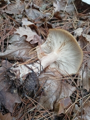 Clitocybe nebularis