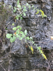 Solidago drummondii