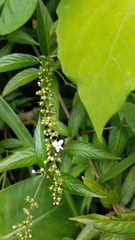 Gonzalagunia hirsuta