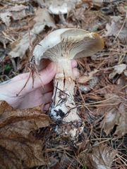 Clitocybe nebularis