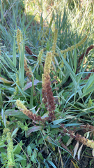 Rumex maritimus