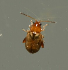 Glyptina