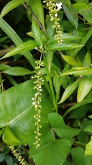 Gonzalagunia hirsuta