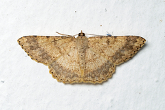 Luxiaria subrasata