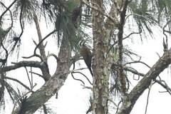 Chloropicus xantholophus