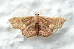 Enispa elataria