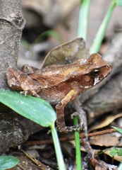 Rhinella ornata