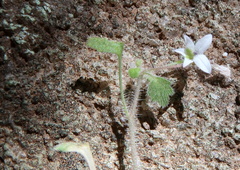 Wimmerella pygmaea