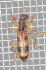 Cymatodera undulata