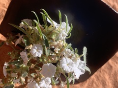 Euploca convolvulacea