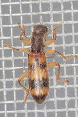 Cymatodera undulata