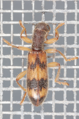 Cymatodera undulata