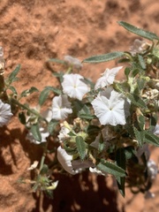 Euploca convolvulacea