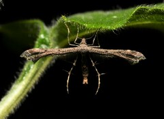 Michaelophorus indentatus