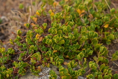 Muehlenbeckia volcanica