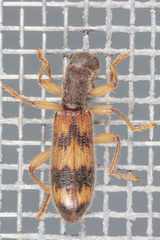 Cymatodera undulata