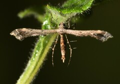 Michaelophorus indentatus